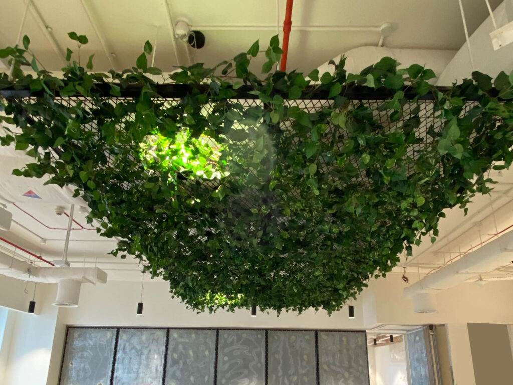 Live hanging plants by Cultivate UAE