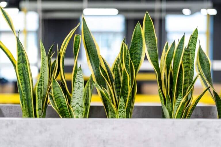 Snake Plant (Sansevieria)