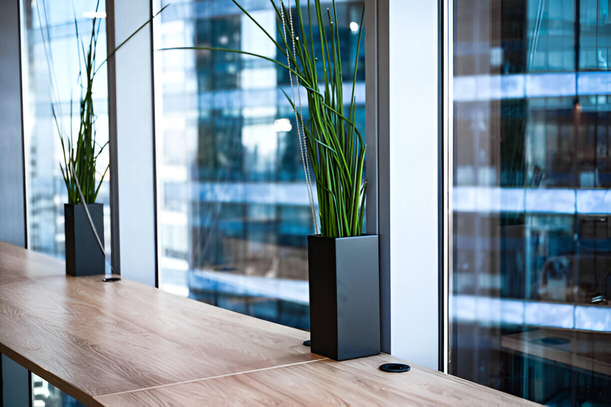 Indoor Plants