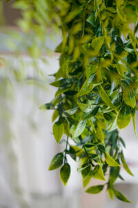Blog 3_Artificial Plants Dubai Artificial plant