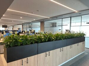 IMG_2504 Cultivate | How Frequent Should Indoor Plant Maintenance Be? A Guide for UAE Commercial Spaces