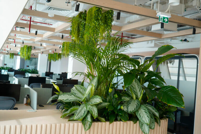 Indoor Plant Installations Indoor Plant Installations